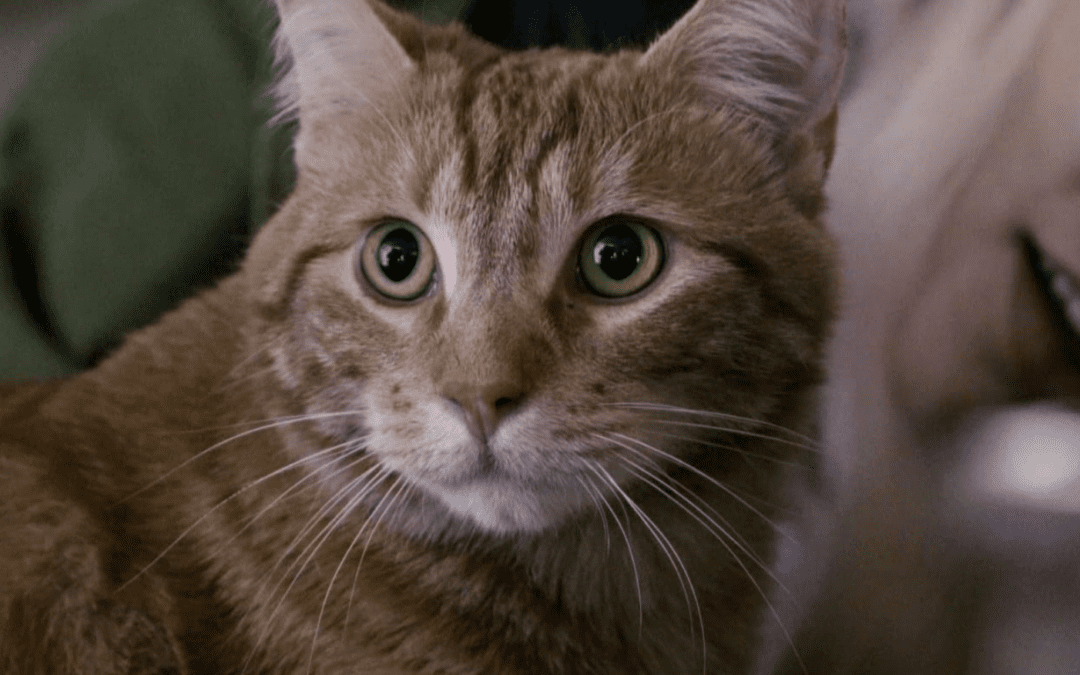 The Cat Who Saved a Life, and Left a Legacy